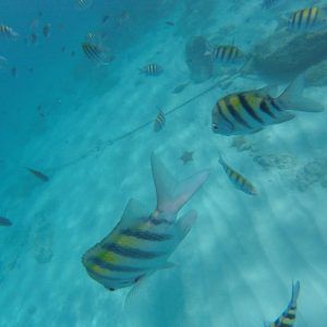 Spanish Lagoon Seabob Tour